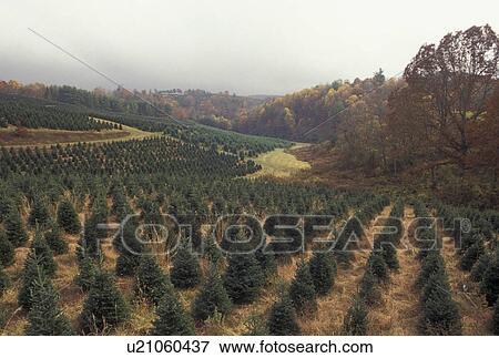 Christmas trees, farm, NC, Blue Ridge, North Carolina, Evergreen trees growing in rows on a Christmas Tree farm in Linville in the fall. View Large Photo Image Stock Photo - Christmas trees, farm, NC, Blue Ridge, North Carolina, Evergreen trees growing in rows on a Christmas Tree farm in Linville in the fall.. Fotosearch