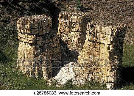 Stock Image -  CO, Colorado, Petrified Sequoia Stumps at Florissant Fossil Beds National Monument in Colorado . Fotosearch