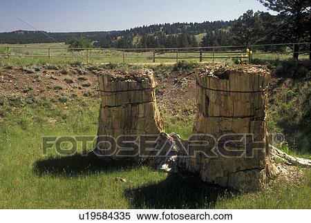 Stock Photography -  CO, Colorado, Petrified Sequoia Stumps at Florissant Fossil Beds National Monument in Colorado . Fotosearch