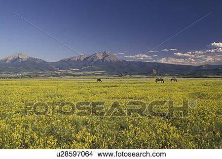 CO, Colorado, Scenic view of horses grazing in a field of yellow flowers with the Rocky Mountains in the background in Southern Colorado View Large Photo Image Picture - CO, Colorado, Scenic view of horses grazing in a field of yellow flowers with the Rocky Mountains in the background in Southern Colorado . Fotosearch