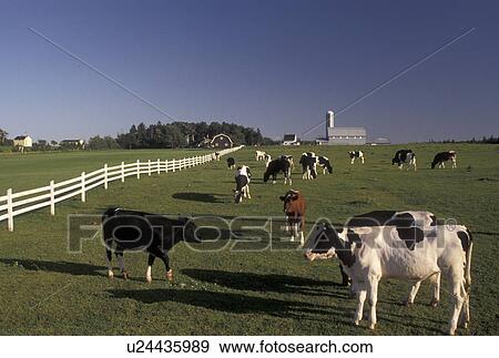 cows, farm, Prince Edward Island, Canada, P. E. I Dairy cows grazing in a pasture on a farm in Queen's County on Prince Edward Island. View Large Photo Image Stock Photo -  cows, farm, Prince Edward Island, Canada, P. E. I Dairy cows grazing in a pasture on a farm in Queen's County on Prince Edward Island.. Fotosearch