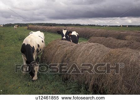 cows, farm, Prince Edward Island, Canada, P. E. I Dairy cows grazing in a pasture next to hay bales on a farm in Queen's County on Prince Edward Island. View Large Photo Image Stock Photography - cows, farm, Prince Edward Island, Canada, P. E. I Dairy cows grazing in a pasture next to hay bales on a farm in Queen's County on Prince Edward Island.. Fotosearch