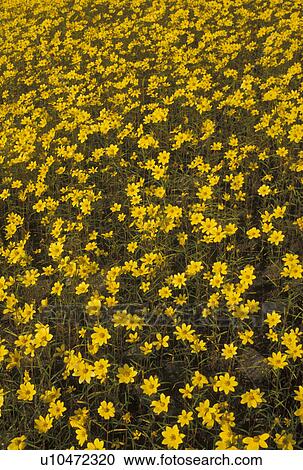 daisies, background, GA, Georgia, A field of yellow daisies in the spring. View Large Photo Image Stock Image - daisies, background, GA, Georgia, A field of yellow daisies in the spring.. Fotosearch