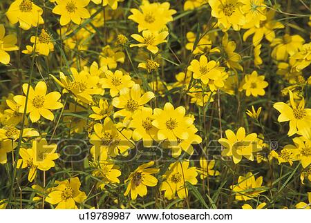 daisies, background, GA, Georgia, A field of yellow daisies in the spring. View Large Photo Image Stock Photo - daisies, background, GA, Georgia, A field of yellow daisies in the spring.. Fotosearch