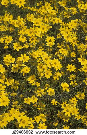 Stock Image -  daisy, background, yellow, GA, Georgia, A field of yellow daisies in the spring.. Fotosearch