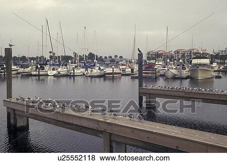 Daytona Beach, FL, Florida, Atlantic Ocean, Marina on Halifax Harbor in Daytona Beach. View Large Photo Image Stock Photo -  Daytona Beach, FL, Florida, Atlantic Ocean, Marina on Halifax Harbor in Daytona Beach.. Fotosearch