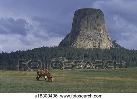 Devils Tower National Monument, WY, Wyoming, A long horn bull grazes in a field below Devils Tower at Devils Tower Nat'l Monument in Wyoming. View Large Photo Image Stock Photograph - Devils Tower National Monument, WY, Wyoming, A long horn bull grazes in a field below Devils Tower at Devils Tower Nat'l Monument in Wyoming.. Fotosearch