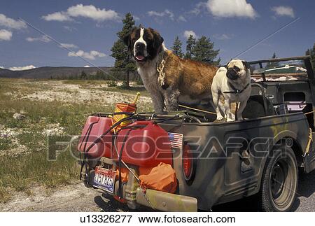 Stock Photo -  dogs, St. Bernard and Pug in a jeep, visitors to Yellowstone National Park in Wyoming . Fotosearch