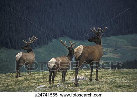 elk, Rocky Mountain National Park, CO, Colorado, Three elk bucks grazing in a field in Rocky Mountain Nat'l Park. View Large Photo Image Stock Photography - elk, Rocky Mountain National Park, CO, Colorado, Three elk bucks grazing in a field in Rocky Mountain Nat'l Park.. Fotosearch