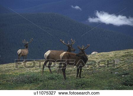 elk, Rocky Mountains, CO, Colorado, Three elk bucks grazing in a field in Rocky Mountain National Park. View Large Photo Image Stock Photo - elk, Rocky Mountains, CO, Colorado, Three elk bucks grazing in a field in Rocky Mountain National Park.. Fotosearch