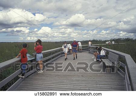 Everglades Nat'l Park, FL, Florida, People walking and taking pictures on the boardwalk at Royal Palm on the Anhinga Trail in Everglades National Park. View Large Photo Image Stock Image - Everglades Nat'l Park, FL, Florida, People walking and taking pictures on the boardwalk at Royal Palm on the Anhinga Trail in Everglades National Park.. Fotosearch