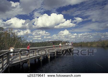 Everglades Nat'l Park, FL, Florida, People walking on the boardwalk at Royal Palm on the Anhinga Trail in Everglades National Park. View Large Photo Image Stock Image - Everglades Nat'l Park, FL, Florida, People walking on the boardwalk at Royal Palm on the Anhinga Trail in Everglades National Park.. Fotosearch
