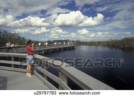 Stock Image -  Everglades Nat'l Park, FL, Florida, Woman taking pictures on the boardwalk at Royal Palm on the Anhinga Trail in Everglades National Park.. Fotosearch