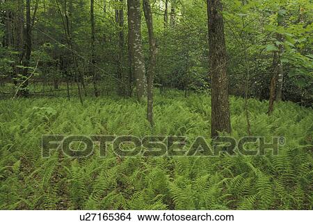 ferns, Chattahoochee National Forest, GA, Georgia, Green ferns cover the ground in the forest in Chattahoochee National Forest in North Georgia. View Large Photo Image Picture - ferns, Chattahoochee National Forest, GA, Georgia, Green ferns cover the ground in the forest in Chattahoochee National Forest in North Georgia.. Fotosearch