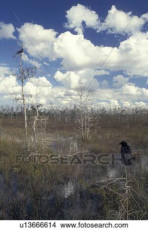 Picture -  FL, Everglades Nat'l Park, Florida, Two black crows perched in trees in the grassy water of Everglades National Park.. Fotosearch