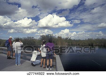 FL, Everglades Nat'l Park, Florida, People at overlook at Royal Palm on the Anhinga Trail in Everglades National Park. View Large Photo Image Stock Image - FL, Everglades Nat'l Park, Florida, People at overlook at Royal Palm on the Anhinga Trail in Everglades National Park.. Fotosearch