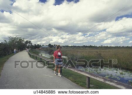 FL, Everglades Nat'l Park, Florida, Woman at Royal Palm on the Anhinga Trail in Everglades National Park. View Large Photo Image Stock Photography - FL, Everglades Nat'l Park, Florida, Woman at Royal Palm on the Anhinga Trail in Everglades National Park.. Fotosearch