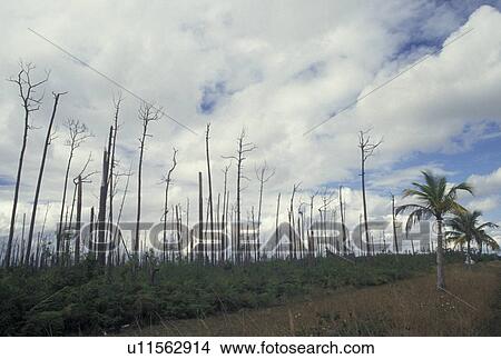 FL, hurricane damage, Everglades Nat'l Park, Florida, Pine forest damages by Hurricane Andrew in Everglades National Park. View Large Photo Image Picture - FL, hurricane damage, Everglades Nat'l Park, Florida, Pine forest damages by Hurricane Andrew in Everglades National Park.. Fotosearch