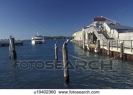 Stock Image -  Florida Keys, Key West, FL, Gulf of Mexico, Florida, Atlantic Ocean, Pelicans perched on posts in the water at Sunset Deck on the Gulf of Mexico in Key West.. Fotosearch