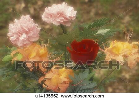 Stock Image -  flowers, GA, Georgia, Flower arrangement of a red rose, pink carnations, and wild orange azaleas. . Fotosearch