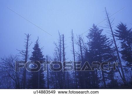 fog, Blue Ridge, trees, acid rain, NC, North Carolina, Trees in the fog destroyed by acid rain in Pisgah National Forest in North Carolina. View Large Photo Image Stock Photo - fog, Blue Ridge, trees, acid rain, NC, North Carolina, Trees in the fog destroyed by acid rain in Pisgah National Forest in North Carolina.. Fotosearch