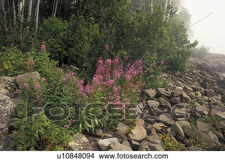 Picture -  fog, Lake Superior, North Shore Drive, Two Harbors, MN, Minnesota, Scenic view of flowers along the rocky North Shore of Lake Superior in the fog at Split Rock Lighthouse State Park in Two Harbors.. Fotosearch