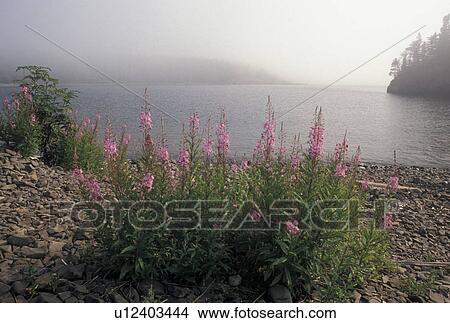 fog, Lake Superior, North Shore Drive, Two Harbors, MN, Minnesota, Scenic view of flowers along the rocky North Shore of Lake Superior in the fog at Split Rock Lighthouse State Park in Two Harbors. View Large Photo Image Picture - fog, Lake Superior, North Shore Drive, Two Harbors, MN, Minnesota, Scenic view of flowers along the rocky North Shore of Lake Superior in the fog at Split Rock Lighthouse State Park in Two Harbors.. Fotosearch