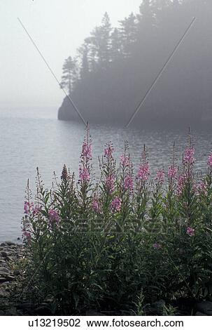 Stock Image -  fog, Lake Superior, North Shore Drive, Two Harbors, MN, Minnesota, Scenic view of flowers and rocks along the North Shore of Lake Superior in the fog at Split Rock Lighthouse State Park in Two Harbors.. Fotosearch