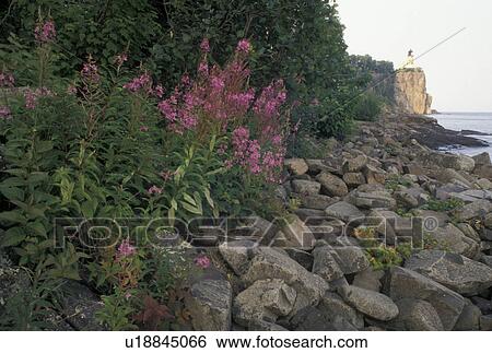 fog, Lake Superior, North Shore Drive, Two Harbors, MN, Minnesota, Scenic view of flowers along the rocky North Shore of Lake Superior at Split Rock Lighthouse State Park in Two Harbors. Split Rock Lighthouse is in the background. View Large Photo Image Stock Photograph - fog, Lake Superior, North Shore Drive, Two Harbors, MN, Minnesota, Scenic view of flowers along the rocky North Shore of Lake Superior at Split Rock Lighthouse State Park in Two Harbors. Split Rock Lighthouse is in the background.. Fotosearch