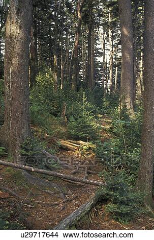 forest, NC, Pisgah National Forest, North Carolina, Young pine trees growing in Pisgah National Forest in North Carolina. View Large Photo Image Picture - forest, NC, Pisgah National Forest, North Carolina, Young pine trees growing in Pisgah National Forest in North Carolina.. Fotosearch