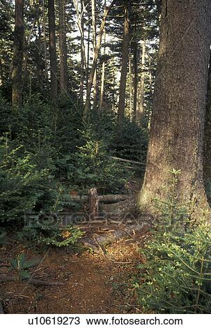 Stock Image -  forest, NC, Pisgah National Forest, North Carolina, Young pine trees growing in Pisgah National Forest in North Carolina.. Fotosearch