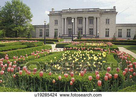 Picture -  Frankfort, KY, Kentucky, Pink and yellow tulips decorate the grounds of the Governor's Mansion in Frankfort in the spring.. Fotosearch