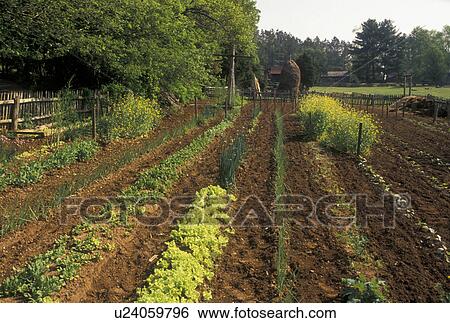 garden, farming, Norris, TN, Tennessee, Vegetable garden on the farm at the Museum of Appalachia a pioneer mountain village in Norris. View Large Photo Image Stock Photograph - garden, farming, Norris, TN, Tennessee, Vegetable garden on the farm at the Museum of Appalachia a pioneer mountain village in Norris.. Fotosearch