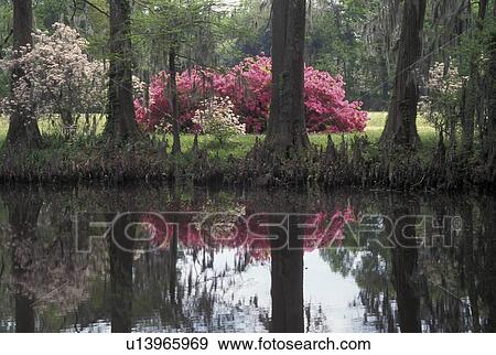 garden, Natchez, MS, Mississippi, Cypress trees, azaleas and pond in the gardens at Melrose Estate at Natchez National Historical Park. View Large Photo Image Stock Photo - garden, Natchez, MS, Mississippi, Cypress trees, azaleas and pond in the gardens at Melrose Estate at Natchez National Historical Park.. Fotosearch