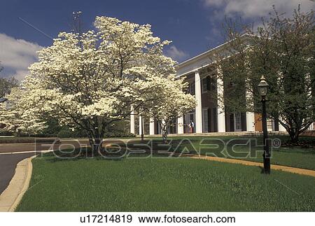 Stock Photo -  Governor's Mansion, Atlanta, Georgia, GA, White dogwood in blossom on the grounds of the Governor's Mansion in the spring in Atlanta. . Fotosearch