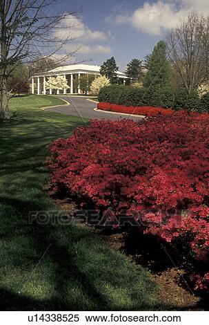 Stock Photography -  Governor's Mansion, Atlanta, Georgia, GA, Red azaleas and white dogwoods adorn the grounds of the Governor's Mansion in the spring in Atlanta. . Fotosearch