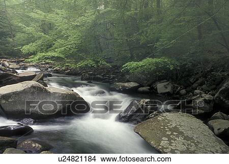 Great Smoky Mountain National Park, NC, North Carolina, Oconaluftee River, Water flows over rocks along the Oconaluftee River in the Great Smoky Mtns. National Park View Large Photo Image Picture - Great Smoky Mountain National Park, NC, North Carolina, Oconaluftee River, Water flows over rocks along the Oconaluftee River in the Great Smoky Mtns. National Park . Fotosearch