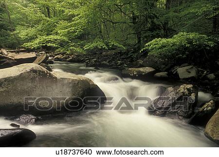 Great Smoky Mountain National Park, NC, North Carolina, Oconaluftee River, Water flows over rocks along the Oconaluftee River in the Great Smoky Mtns. National Park View Large Photo Image Stock Image - Great Smoky Mountain National Park, NC, North Carolina, Oconaluftee River, Water flows over rocks along the Oconaluftee River in the Great Smoky Mtns. National Park . Fotosearch
