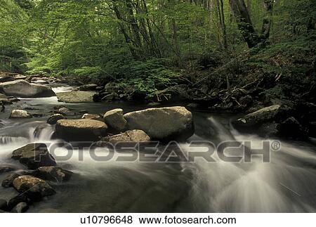 Stock Photo -  Great Smoky Mountain National Park, NC, North Carolina, Oconaluftee River, Water flows over rocks along the Oconaluftee River in the Great Smoky Mtns. National Park . Fotosearch