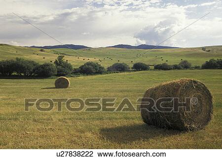 hay bales, SD, South Dakota, Large rolled hay bales in a field in South Dakota. View Large Photo Image Stock Image - hay bales, SD, South Dakota, Large rolled hay bales in a field in South Dakota.. Fotosearch