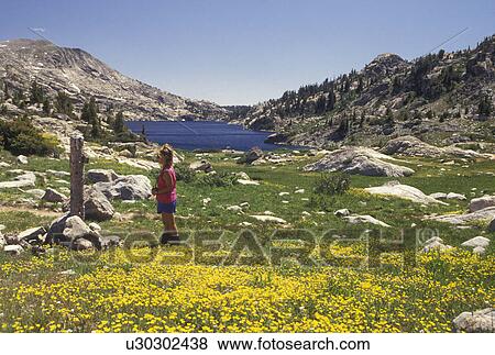 Stock Photo -  hiker, woman, Wind River Range, Bridger-Teton National Forest, WY, hiking, Wyoming, Woman hiking on a trail in a field of yellow wildflowers next to Seneca Lake in the Wind River Range Mountains in the Bridger-Teton Nat'l Forest in Wyoming.. Fotosearch