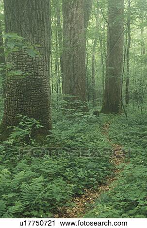 Stock Image -  hiking, Nantahala National Forest, NC, North Carolina, Dense vegetation along hiking trail in Joyce Kilmer Memorial Forest.. Fotosearch