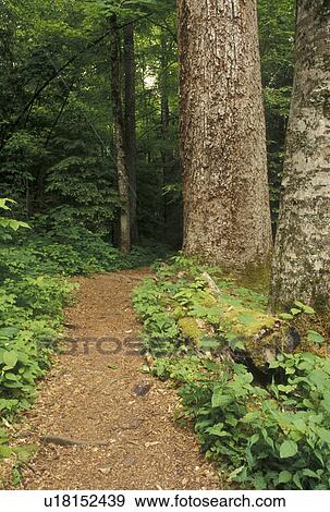 hiking, Nantahala National Forest, NC, North Carolina, Hiking trail in Joyce Kilmer Memorial Forest. View Large Photo Image Stock Photo - hiking, Nantahala National Forest, NC, North Carolina, Hiking trail in Joyce Kilmer Memorial Forest.. Fotosearch