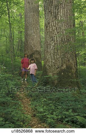 Stock Photo -  hiking, Nantahala National Forest, NC, North Carolina, Mother and nine year old daughter are hiking on a trail in Joyce Kilmer Memorial Forest.. Fotosearch