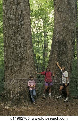 hiking, Nantahala National Forest, NC, North Carolina, Mother, father and nine year old daughter are standing by the tall trees in Joyce Kilmer Memorial Forest. View Large Photo Image Stock Photography - hiking, Nantahala National Forest, NC, North Carolina, Mother, father and nine year old daughter are standing by the tall trees in Joyce Kilmer Memorial Forest.. Fotosearch