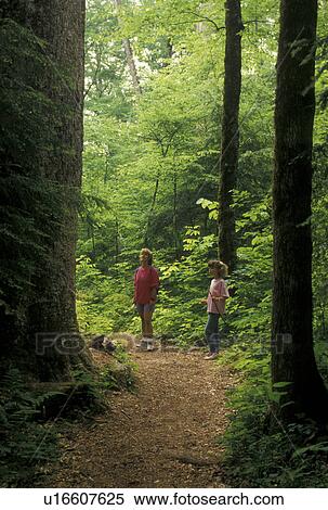 Stock Photography -  hiking, Nantahala National Forest, NC, North Carolina, Mother and nine year old daughter looking up at the tall trees in Joyce Kilmer Memorial Forest.. Fotosearch