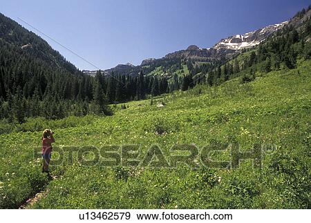 hiking, Targhee National Forest, WY, Wyoming, Woman taking pictures from the scenic Alaska Basin Trail in Targhee Nat'l Forest in the Teton Range near the Grand Teton National Park. View Large Photo Image Stock Photo - hiking, Targhee National Forest, WY, Wyoming, Woman taking pictures from the scenic Alaska Basin Trail in Targhee Nat'l Forest in the Teton Range near the Grand Teton National Park.. Fotosearch