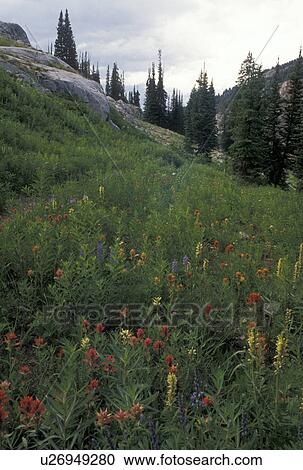 hiking, wildflowers, Targhee National Forest, WY, Wyoming, Colorful wildflowers along the scenic Alaska Basin Trail in Targhee Nat'l Forest in the Teton Range near the Grand Teton National Park. View Large Photo Image Stock Image - hiking, wildflowers, Targhee National Forest, WY, Wyoming, Colorful wildflowers along the scenic Alaska Basin Trail in Targhee Nat'l Forest in the Teton Range near the Grand Teton National Park.. Fotosearch