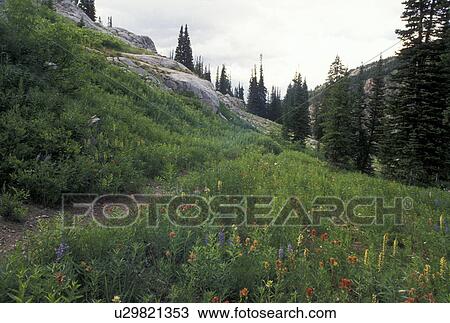 hiking, wildflowers, Targhee National Forest, WY, Wyoming, Colorful wildflowers along the scenic Alaska Basin Trail in Targhee Nat'l Forest in the Teton Range near the Grand Teton National Park. View Large Photo Image Stock Image - hiking, wildflowers, Targhee National Forest, WY, Wyoming, Colorful wildflowers along the scenic Alaska Basin Trail in Targhee Nat'l Forest in the Teton Range near the Grand Teton National Park.. Fotosearch