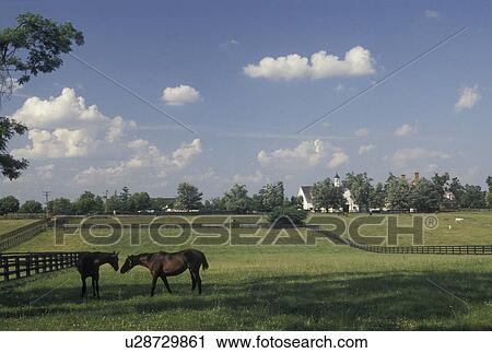 Stock Image -  horse farm, Lexington, KY, Kentucky, Blue Grass Country, Two horses together in a green pasture on a horse farm in the bluegrass country of Lexington.. Fotosearch